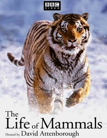 The Life of Mammals