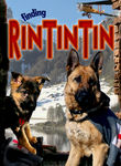 Finding Rin Tin Tin poster