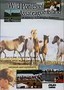 Wild Ponies of Assateague Island