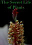 Secret Life Of Plants